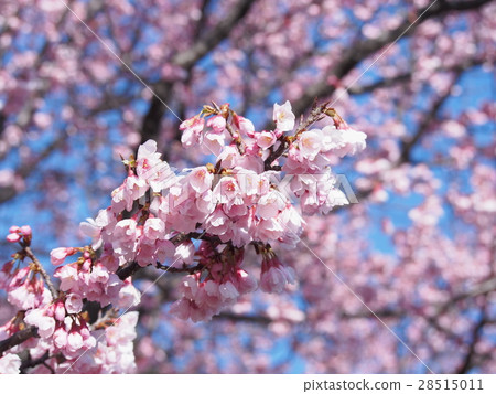 櫻花 28515011
