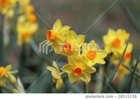 Daffodils: Daffodils: Yamadakei Park: Osaka Prefecture Hirakata-shi Daffodils: Daffodils: Yamadakei Park: Osaka Prefecture Hirakata-shi 28515136
