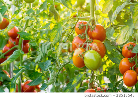 Close up red tomato on garden field Close up red tomato on garden field 28515543