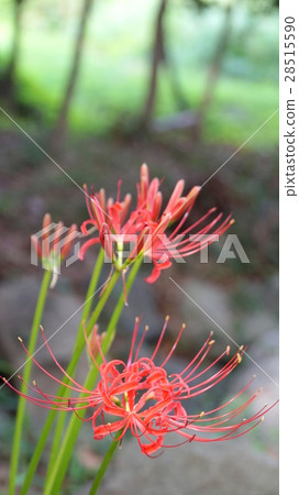 Higambuna垂直 Higambuna垂直 28515590