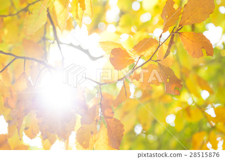 Background of trees leaf autumn morning sun beam 28515876
