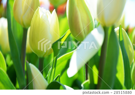 鬱金香領域 28515880