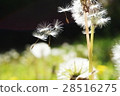 蒲公英的絨毛 28516275