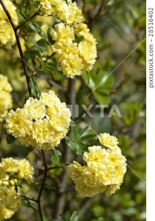 Mockybara (rosewood) 28516402