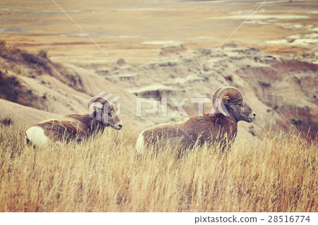 Bighorn Sheep pair in grass, Badlands Park 28516774
