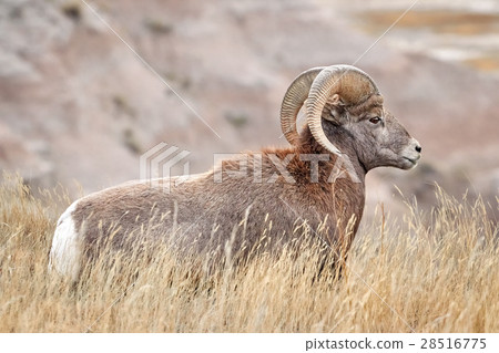 Bighorn Sheep with large curving horns. 28516775