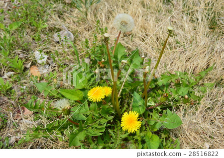 Dandelion (Inomata Misato-cho, Kodama-gun, Saitama Prefecture) 28516822