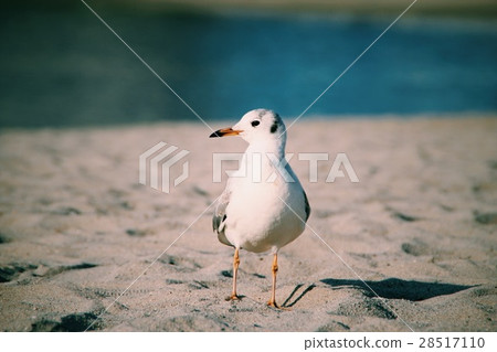 海鷗 海鷗 28517110