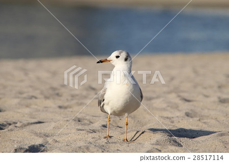 海鷗 海鷗 28517114