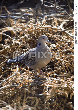 Dove 3 Dove 3 28517175