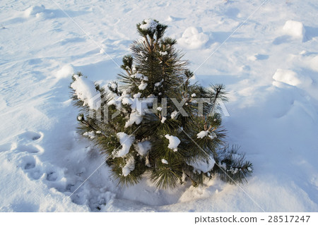 Little pine 28517247