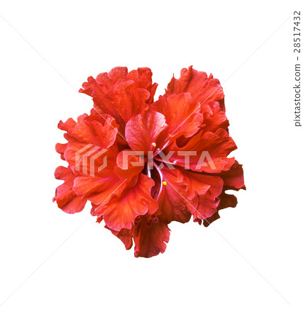 Red hibiscus flower isolated on white Red hibiscus flower isolated on white 28517432