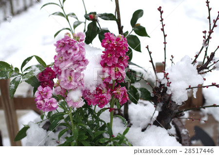 雪花在Shukkeien 雪花在Shukkeien 28517446