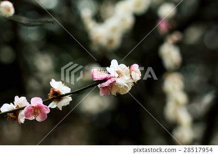 plum	 28517954