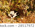 Cat  28517972