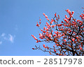 plum	 28517978