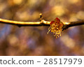 Withered Flowers 28517979