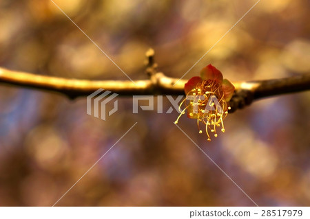 Withered Flowers 28517979