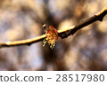 Withered Flowers 28517980