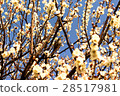 plum	 28517981
