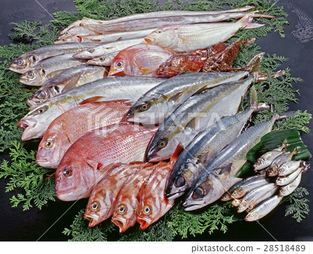 Large fish fish set Large fish fish set 28518489