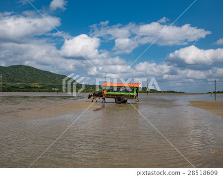 Okinawa Prefecture Ishigaki Water buffalo car crossing Iriomote Island and Yufu Island Okinawa Prefecture Ishigaki Water buffalo car crossing Iriomote Island and Yufu Island 28518609