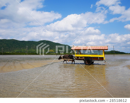 Okinawa Prefecture Ishigaki Water buffalo car crossing Iriomote Island and Yufu Island Okinawa Prefecture Ishigaki Water buffalo car crossing Iriomote Island and Yufu Island 28518612