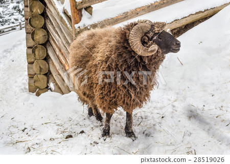 Sheep in the snow 28519026