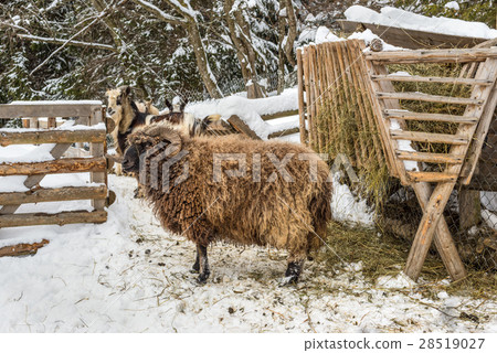 Sheep ram near the feeders 28519027