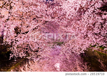 Cherry blossoms tunnel at night Cherry blossoms tunnel at night 28519710