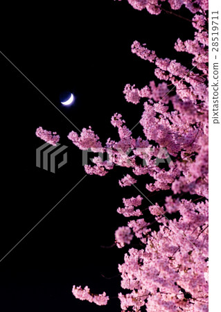Crescent and cherry blossoms Crescent and cherry blossoms 28519711