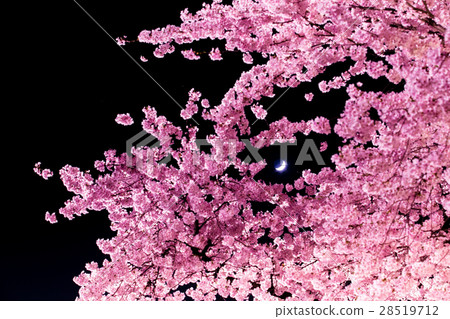Sakura and crescent moon 28519712