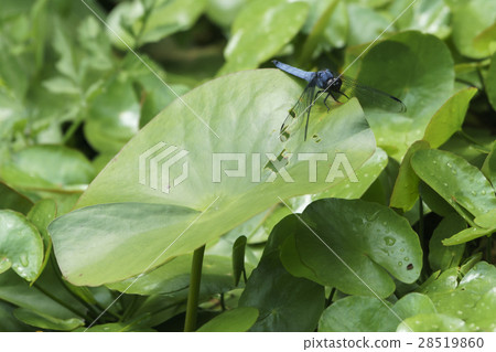孤獨的魚在Asaza的葉子中捕獲 28519860