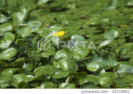 先生根停在Asaza的花上 28519861