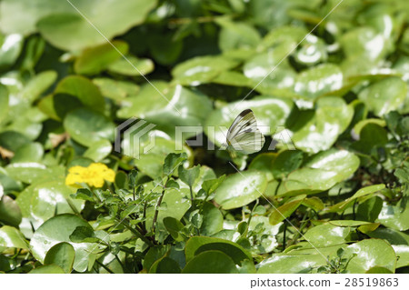 飛越Asaza的花朵Monstirao 28519863