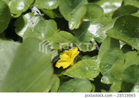 飛越Asaza的花朵Monstirao 28519865