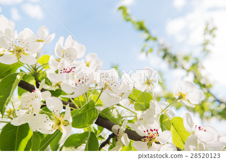 Natural spring background with blooming apple tree 28520123
