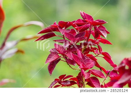 圖庫照片: coleus, flowering plant. bali, indonesia.