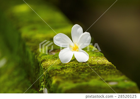 White Plumeria flower on moss. Bali, Indonesia 28520125