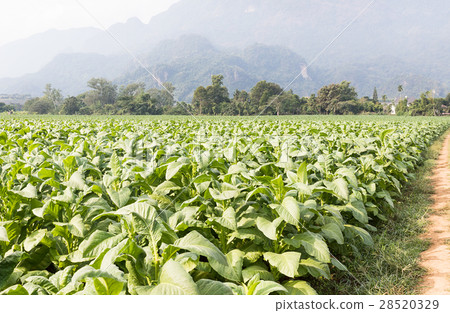 Field of Nicotiana tabacum Field of Nicotiana tabacum 28520329