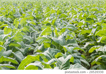 Field of Nicotiana tabacum Field of Nicotiana tabacum 28520330