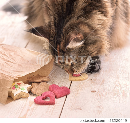 Cat eats on the table 28520449