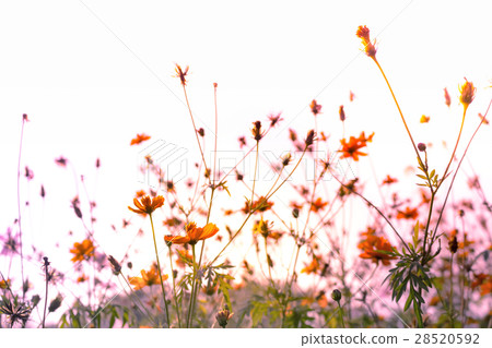 nature background nature background 28520592
