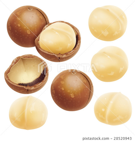 Macadamia nut 28520943