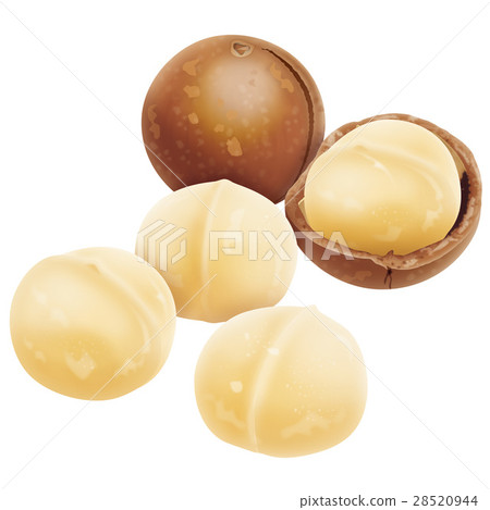 Macadamia nut 28520944