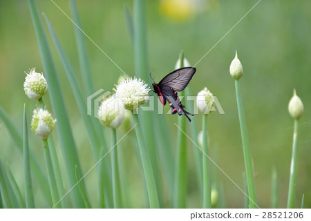Beetle basket with musk 28521206