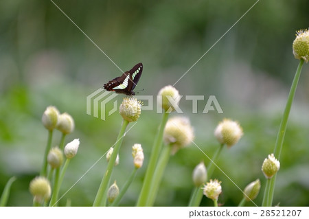 Beeswax and black bean paste 28521207