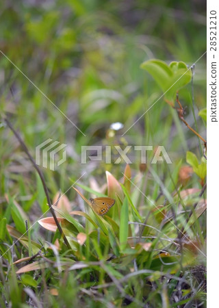 Himehime male 28521210