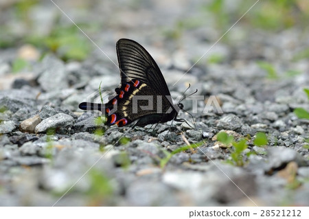 Miyama crow bean male summer type water absorption and drainage Miyama crow bean male summer type water absorption and drainage 28521212