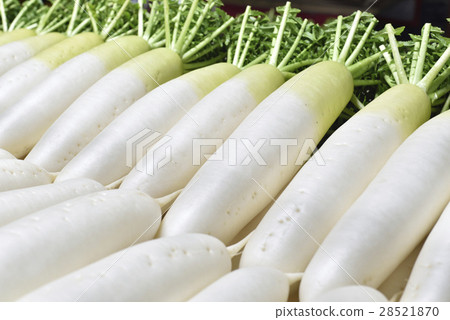 Japanese radish Japanese radish 28521870